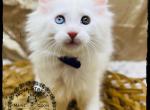 Sushi Corduroy Litter - Maine Coon Cat For Sale - Wisconsin Rapids&comma; WI&comma; US