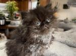 Tete - Persian Cat For Sale - Houston&comma; TX&comma; US