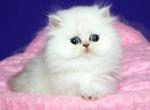 Richard - Persian Cat For Sale - Hollywood&comma; FL&comma; US