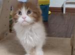Leo - Maine Coon Cat For Sale - Hollywood&comma; FL&comma; US