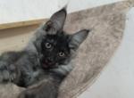 Max - Maine Coon Cat For Sale - Hollywood&comma; FL&comma; US
