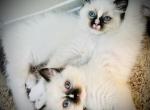 Winter beauty - Ragdoll Cat For Sale - Parker&comma; CO&comma; US