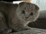 Mia baby boy - Scottish Fold Cat For Sale - Jobstown&comma; NJ&comma; US