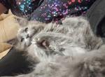 Button - Maine Coon Cat For Sale - Trevor&comma; WI&comma; US