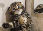 Butterfly tabby black marbled girl scottish fold - Scottish Fold Cat For Sale - CA&comma; US