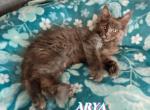 Arya Game of Thrones Litter - Maine Coon Cat For Sale - Kingman&comma; AZ&comma; US