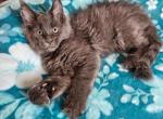 Brienne Game of Thrones Litter - Maine Coon Cat For Sale - Kingman&comma; AZ&comma; US