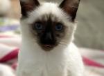 Balinese Female - Balinese Cat For Sale - West Palm Beach&comma; FL&comma; US
