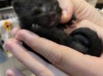 Munchkin Girl 1 Pending - Munchkin Cat For Sale - West Palm Beach&comma; FL&comma; US
