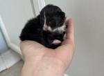 Girl Tuxedo Pending - Munchkin Cat For Sale - West Palm Beach&comma; FL&comma; US