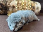 Kitten boy in gold - Russian Blue Cat For Sale - Bridgewater&comma; NJ&comma; US