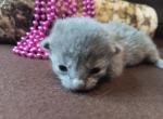 Kitten girl in pink - Russian Blue Cat For Sale - Bridgewater&comma; NJ&comma; US