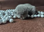 RB boy - Russian Blue Cat For Sale - Bridgewater&comma; NJ&comma; US
