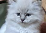 Sophie Blue s Litter - Ragamuffin Cat For Sale - Ojai&comma; CA&comma; US
