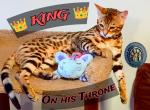 King & Bishop - Bengal Cat For Sale - Bronx&comma; NY&comma; US