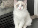 Fluffy Green - Ragdoll Cat For Sale - NC&comma; US
