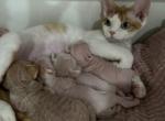Kittens - Devon Rex Cat For Sale - Philadelphia&comma; PA&comma; US