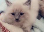 Daisy - Ragdoll Cat For Sale - Eau Claire&comma; WI&comma; US
