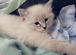 Lily - Ragdoll Cat For Sale - Eau Claire&comma; WI&comma; US