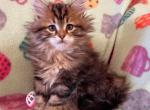 Juniper - Siberian Cat For Sale - Clintwood&comma; VA&comma; US