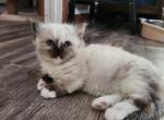 Asia's kitten - Munchkin Cat For Sale - Greenville&comma; OH&comma; US