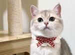 Dina - British Shorthair Cat For Sale - Staten Island&comma; NY&comma; US