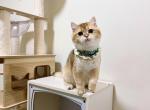bob - British Shorthair Cat For Sale - Staten Island&comma; NY&comma; US