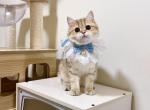 harry - British Shorthair Cat For Sale - Staten Island&comma; NY&comma; US