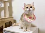 ben - British Shorthair Cat For Sale - Staten Island&comma; NY&comma; US