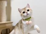 apple - British Shorthair Cat For Sale - Staten Island&comma; NY&comma; US