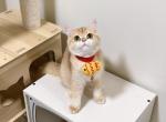 Nabe - British Shorthair Cat For Sale - Staten Island&comma; NY&comma; US