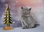 Sirius - Scottish Straight Cat For Sale - Hollywood&comma; FL&comma; US