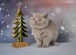 Solomon - Scottish Straight Cat For Sale - Hollywood&comma; FL&comma; US