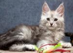 Orbit - Maine Coon Cat For Sale - Miami&comma; FL&comma; US