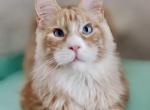 Winnie - Maine Coon Cat For Sale - Miami&comma; FL&comma; US
