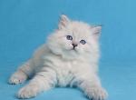 Rikki - Siberian Cat For Sale - Grayslake&comma; IL&comma; US