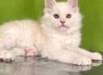 Vinti - Maine Coon Cat For Sale - Miami&comma; FL&comma; US