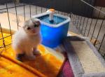 Queenie Scottish Folds 1 - Scottish Fold Cat For Sale - Denver&comma; CO&comma; US
