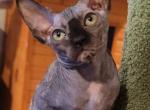 Fiona - Sphynx Cat For Sale - Mundelein&comma; IL&comma; US