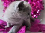Russian blue girl in purple - Russian Blue Cat For Sale - Bridgewater&comma; NJ&comma; US
