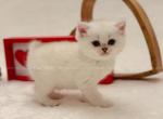Amore - British Shorthair Cat For Sale - Portland&comma; OR&comma; US