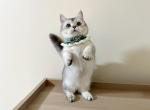 mola - Munchkin Cat For Sale - Staten Island&comma; NY&comma; US