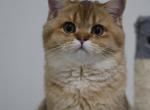 Vienna - Scottish Straight Cat For Sale - Levittown&comma; PA&comma; US