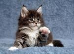 Dexter - Maine Coon Cat For Sale - Miami&comma; FL&comma; US