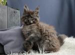 Uki - Maine Coon Cat For Sale - Miami&comma; FL&comma; US