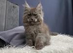 Unicum - Maine Coon Cat For Sale - Miami&comma; FL&comma; US