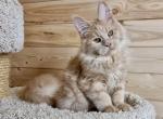 Unai - Maine Coon Cat For Sale - Miami&comma; FL&comma; US
