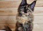 Unni - Maine Coon Cat For Sale - Hollywood&comma; FL&comma; US