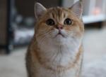 Penny - Scottish Straight Cat For Sale - Levittown&comma; PA&comma; US