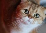 Mario - Scottish Straight Cat For Sale - Levittown&comma; PA&comma; US